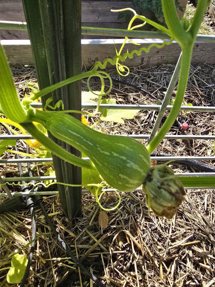 Johnnypatriot26's tweet photo. Cantaloupe action as well as beautiful squash or zucchini. Forest Gardening https://t.co/Dk8wvtcwjl