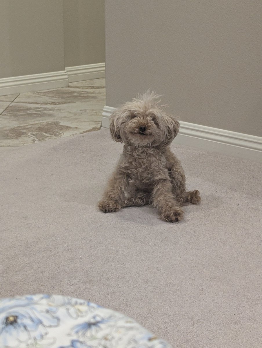 SimoneSyed's tweet photo. Me: I am in desperate need of one of palmer's warhounds
Him: we have a warhound at home

The warhound at home - https://t.co/eBZYH0FL9r