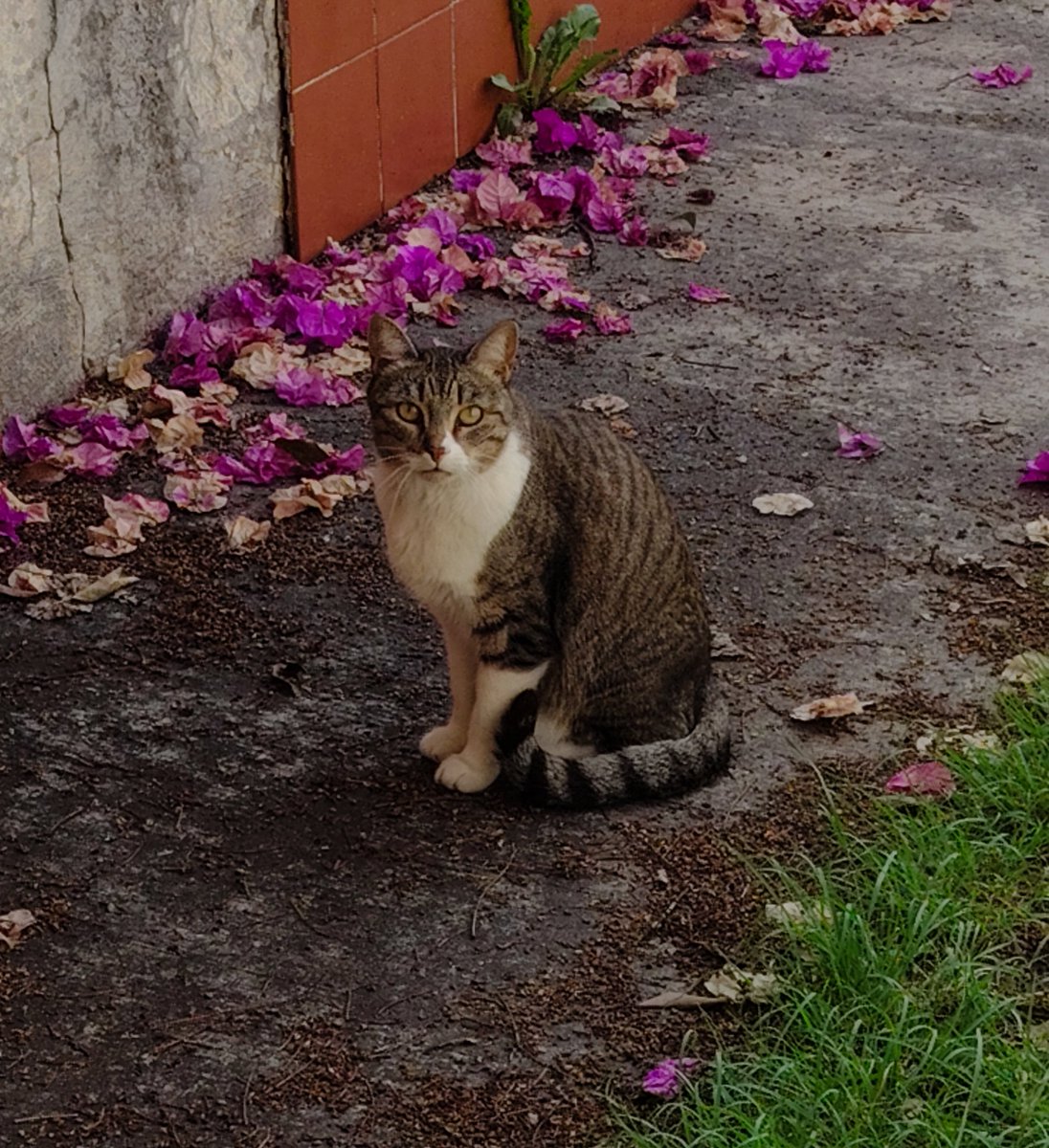 LucazAlvarzLeon's tweet photo. Una sesiΓ³n de fotos #Miauc π± y #Click πΈ
Vida gatuna πββ¬ ππΌοΈπ· π
#Gatos #Felinos #Ronroneos π»
@recuerdosdeuninstante https://t.co/0dbgMIxkAs