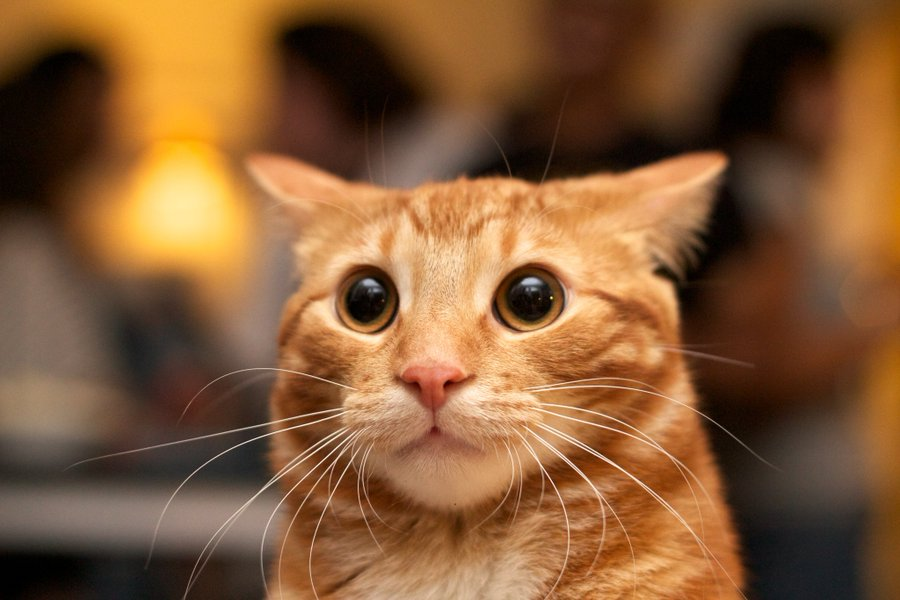 TedFunnies's tweet photo. look at this cute cat. i wonder what it has to say https://t.co/YUvICvV7Gy