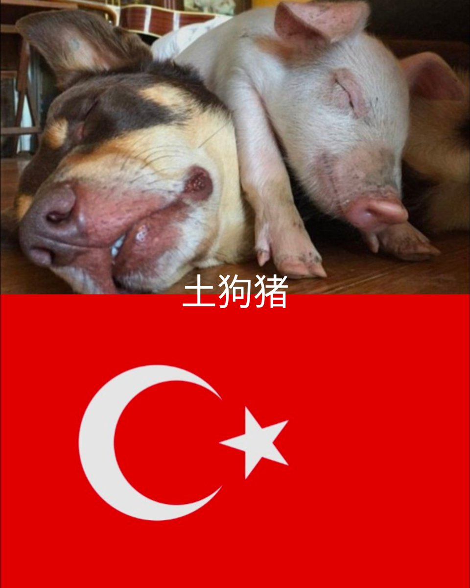 jlw8w's tweet photo. @nebukadnezsi 你把你爹拿出来晒了吗？土狗 https://t.co/grgEgA8Ppd