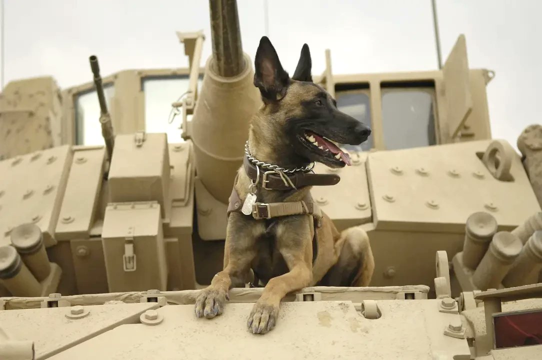 WBuzzer's tweet photo. https://t.co/JLegwiCGN9

Warhound has raised $200 million to develop gene-edited military dogs and build the kennels and training facilities needed to prepare them for service.

#Military #Genetics #Cloning #Dogs #Warhound https://t.co/0RHzxmZ6xe