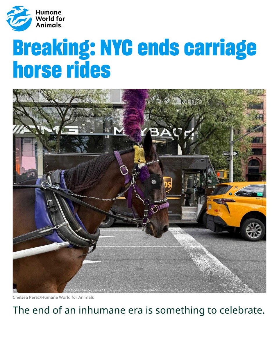humaneworldorg's tweet photo. For decades, New York City's carriage horse industry has operated on a fantasy that these horse-drawn vehicles can carry some romance of an earlier time. But animals are not symbols; they are living, breathing individuals with needs, instincts and intentions all their own. By ending the use of horse-drawn carriages, the City Council has recognized that no maintenance of tradition should come at the expense of risks to animals and people. https://t.co/XIKygaoMOe