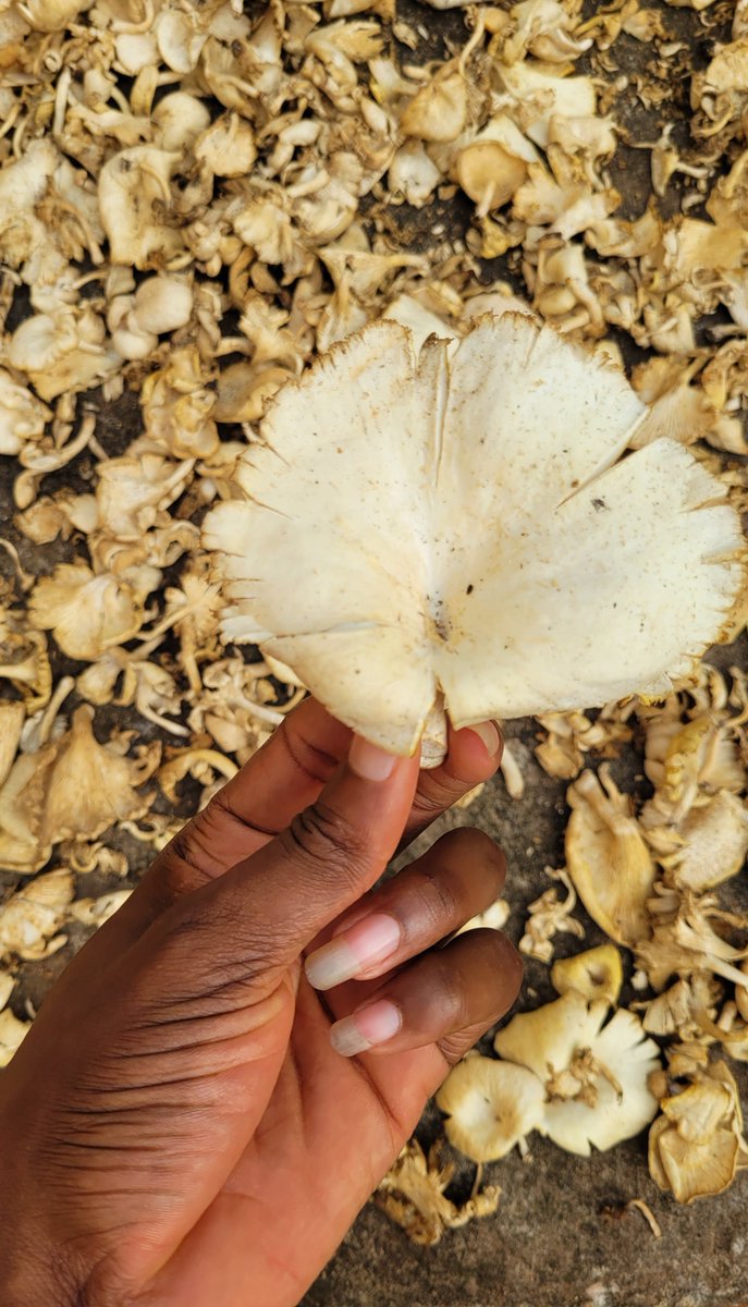 DanielRegha's tweet photo. Mushrooms; Perfect for cooking okro soup...😊 https://t.co/bSOvswkNUZ
