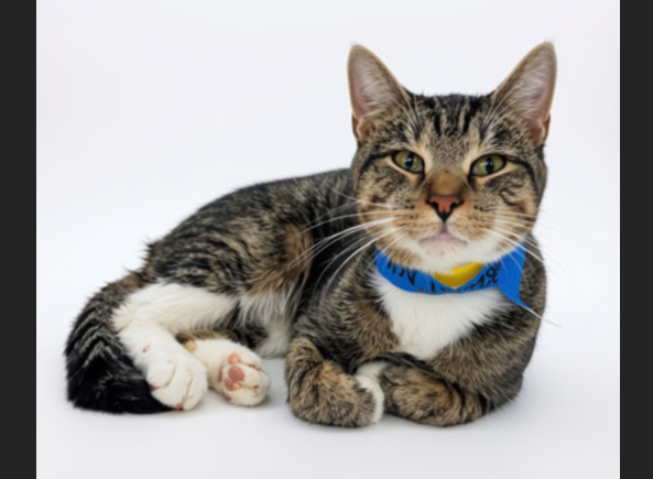 HollywoodDogs's tweet photo. Alejandro, a 1 1/2-year-old tabby at a full shelter in #Gainesville, #GA,  needs a forever home, a foster home, or rescue https://t.co/ZtxD95FJ8q #URGENT #tabby #AdoptableCatofDay 🐱 https://t.co/4XztP0LSJ9