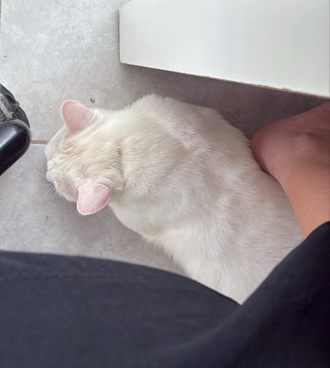 julixm_'s tweet photo. pensando em estudar em outra cidade mas tem meu gatinho gente como que eu vou deixar meu gatinho sem eu em casa pra dormir agarradinha com ele olhem ele dormindo no meu pé enquanto estudo https://t.co/GkPD2MmmjD