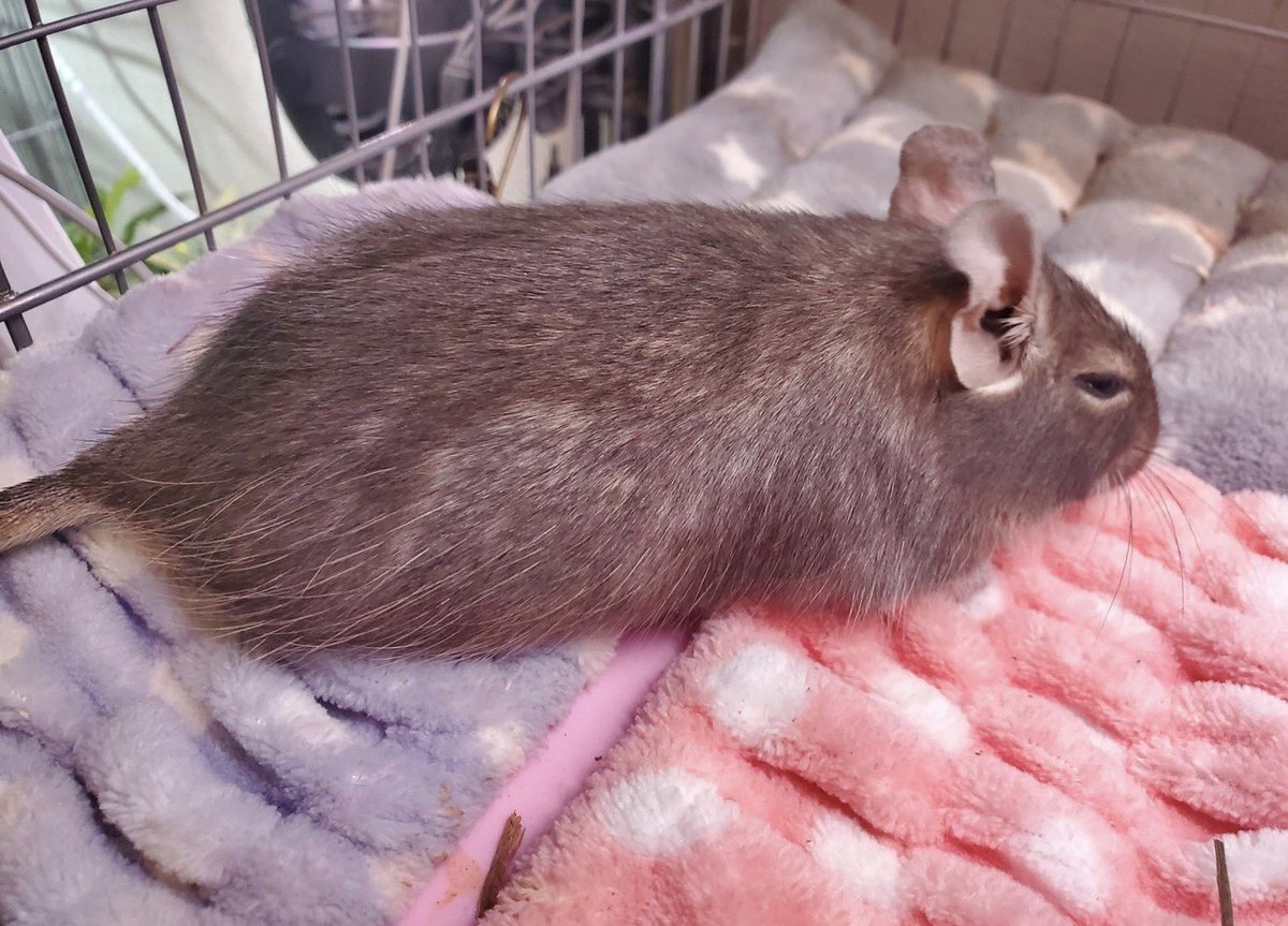 kdevelopk's tweet photo. ぺったり伸びたデグーもとてもかわいいですよね？ https://t.co/awvUP1uY7O