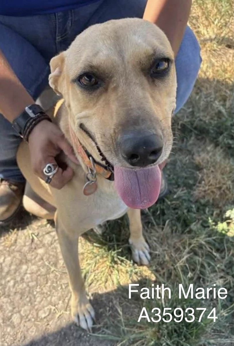 SamfromSpain's tweet photo. FAITH MARIE #A359374, recovered in cruelty case!
Adorable 5yo spayed Black Mouth Cur mix
Now @ Corpus Christi AC but how long be4 she’s listed 2 die⁉️
Help save this little princess w/PLEDGES
#RESCUE
#FOSTER
#ADOPT
Has had her share of suffering, but hasn’t lost her light! https://t.co/1YXGsbqkch