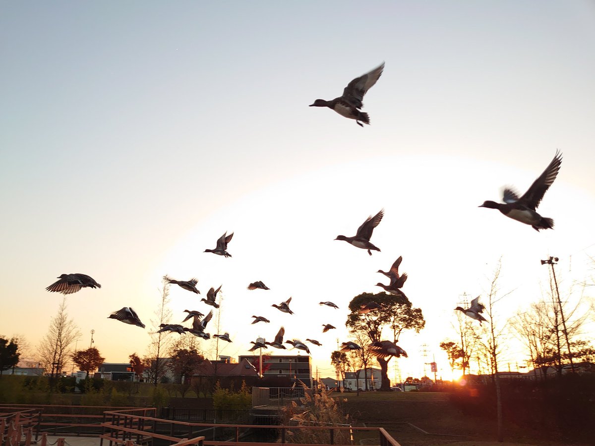 16LunaBlog's tweet photo. 千葉県市原市更科公園🏞
池の周りを散策 🦆🦆🦆
ゴールデンタイム✨💕
金色ラブリッチェ‼️ https://t.co/lUPdPQNkza