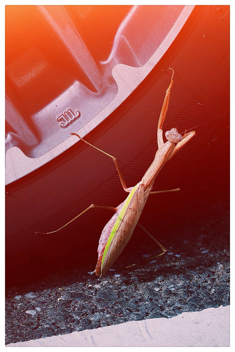 yoshibapippo's tweet photo. Mantis.
#カマキリ #mantis #iphone16pro https://t.co/RcRwqJ2JG3