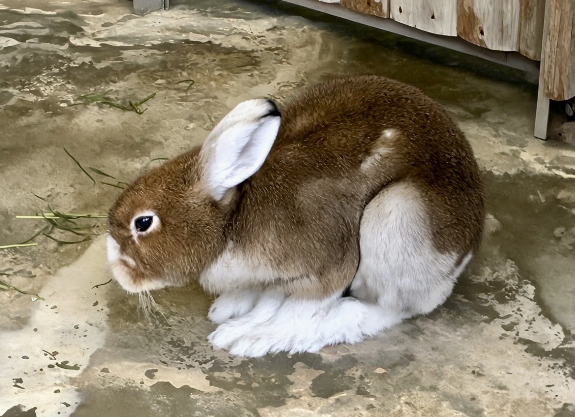 usaginoehon's tweet photo. #トウホクノウサギ
#エゾユキウサギ
#キュウシュウノウサギ

トウホクノウサギさんとエゾユキウサギさん、着々と冬に備えています。

キュウシュウノウサギさんは一年通して
同じ毛なので、少し日野市の冬は厳しいかな。奥の部屋が温かそうなので、そのお部屋で乗りきろうね✨🐇

多摩動物公園 https://t.co/9l3zrDac4T