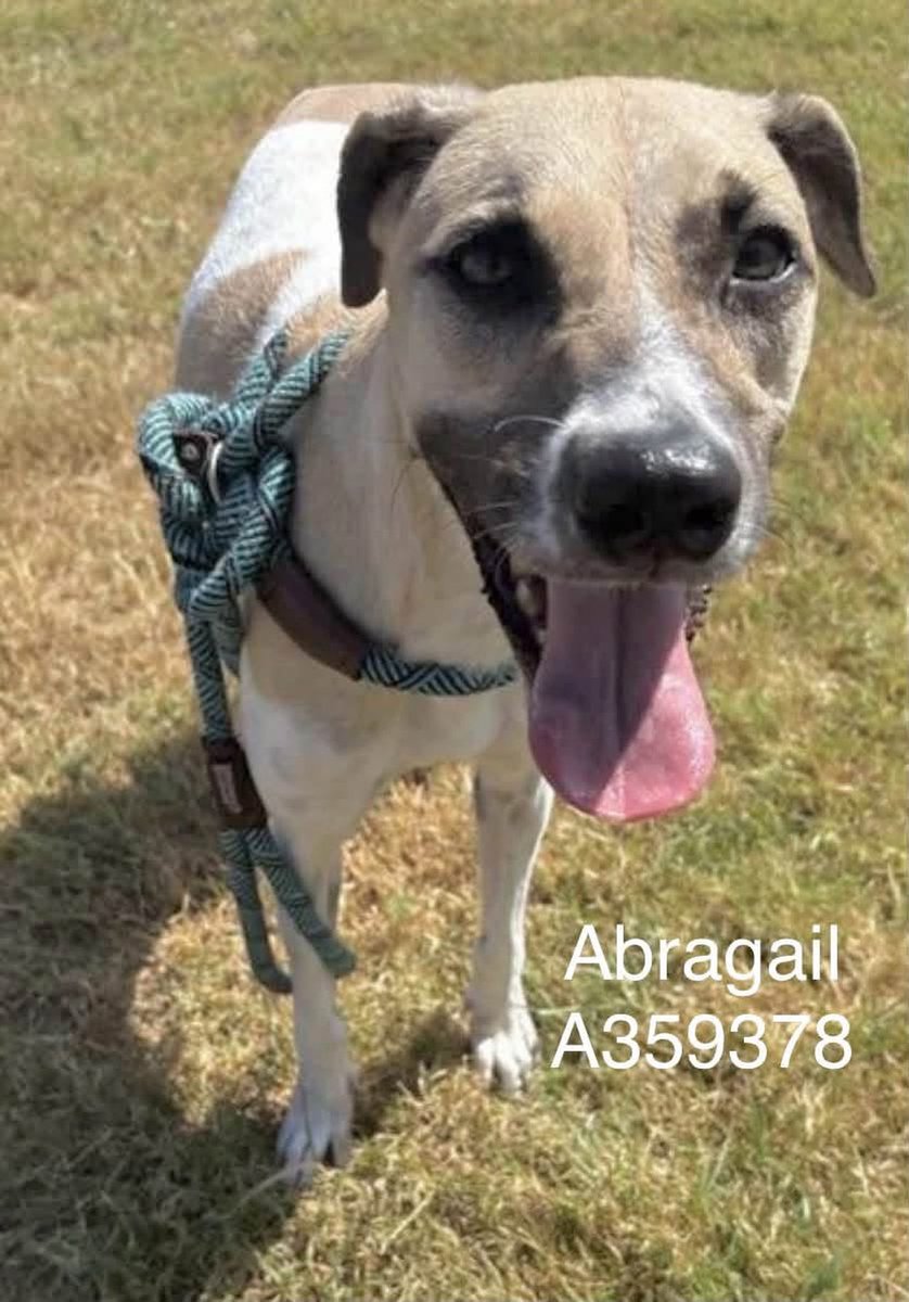 SamfromSpain's tweet photo. How can you not fall in ❤️w/ ABRAGAIL #A359378?!
Retrieved from cruelty situation, needs loads of ❤️2 reinforce her self esteem
PLZ PLEDGE 4 this angel who’s suffered her share
#RESCUE
#ADOPT
Needs a turnaround in her life 2 make it a happy one! https://t.co/zFc0ciD4Fl