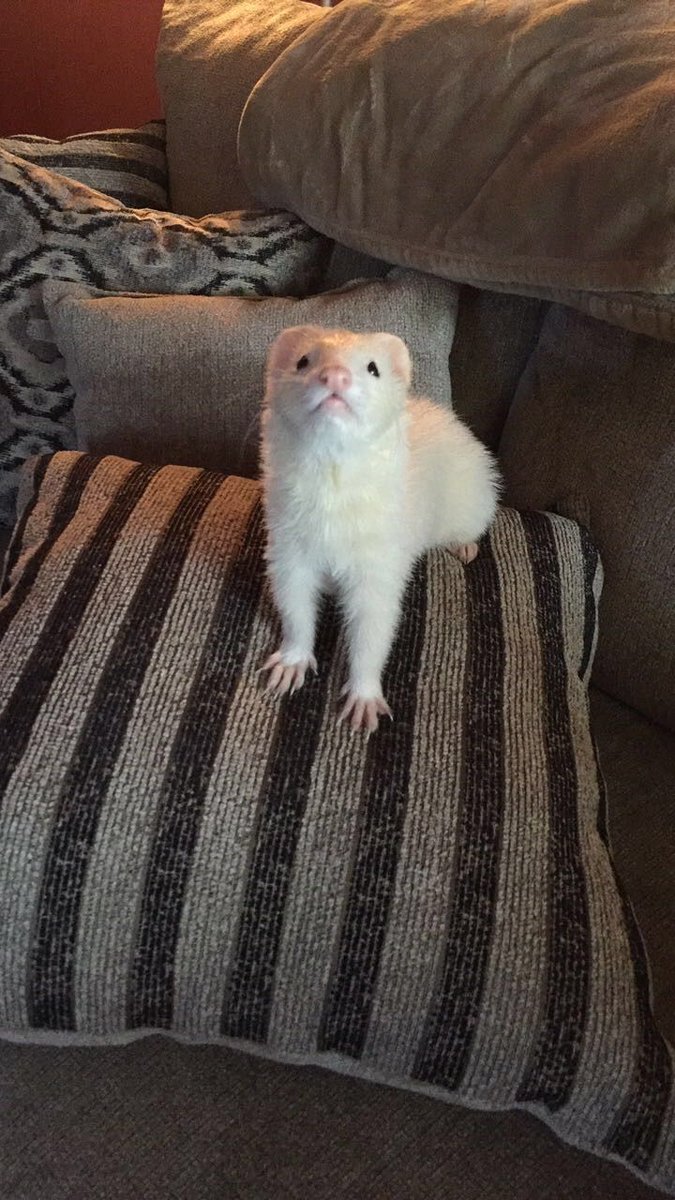 FerretPerHour's tweet photo. https://t.co/eFzX0xvQie