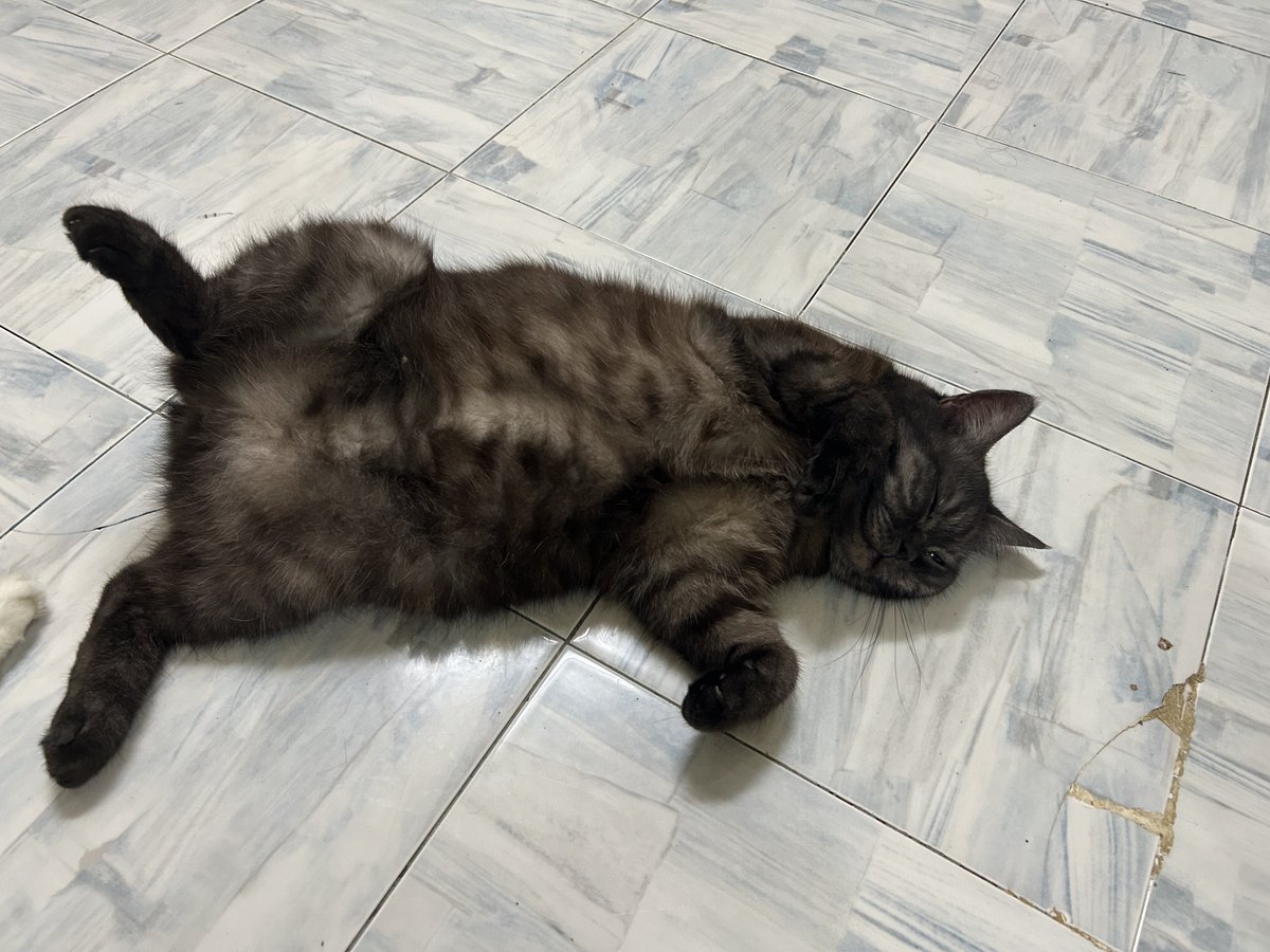 yemmeow's tweet photo. Bila lah anak anak saya ni nak membalas budi saya. Asyik terbongkang saje https://t.co/yFR6GYK17O