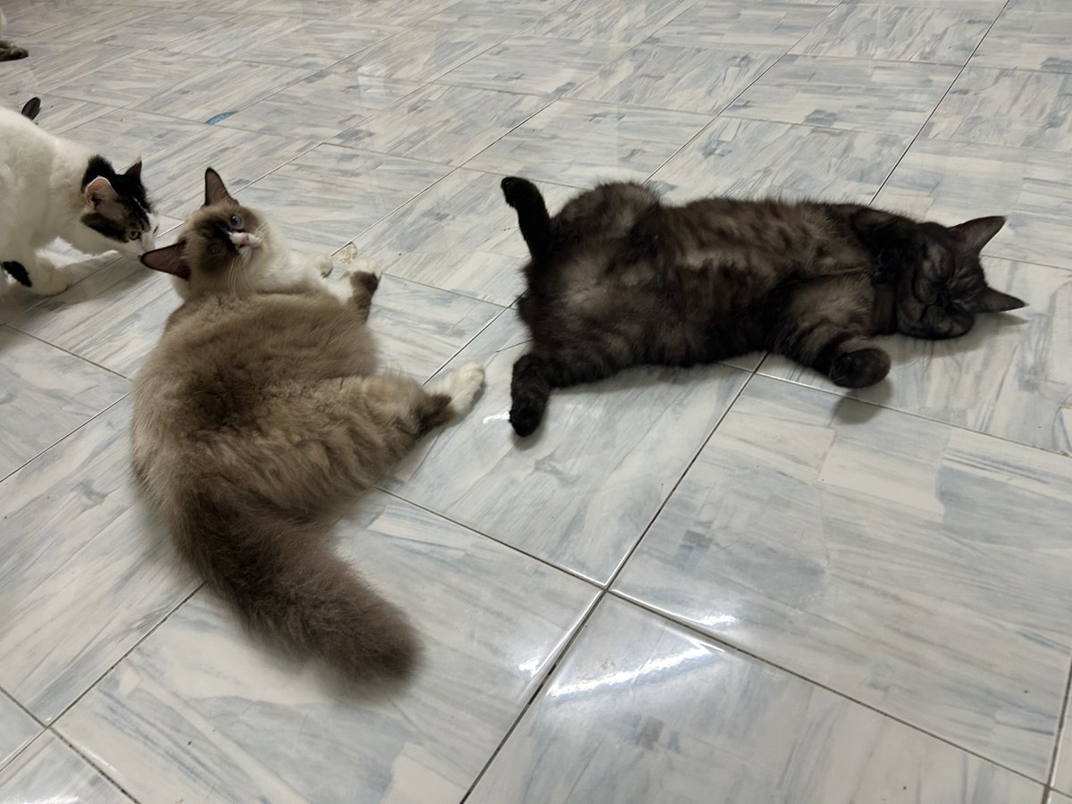 yemmeow's tweet photo. Bila lah anak anak saya ni nak membalas budi saya. Asyik terbongkang saje https://t.co/yFR6GYK17O
