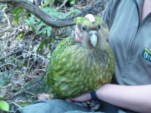 locknclaws's tweet photo. Oh noooo pplease do not. grab. 😢 https://t.co/22rSGzu8ZZ