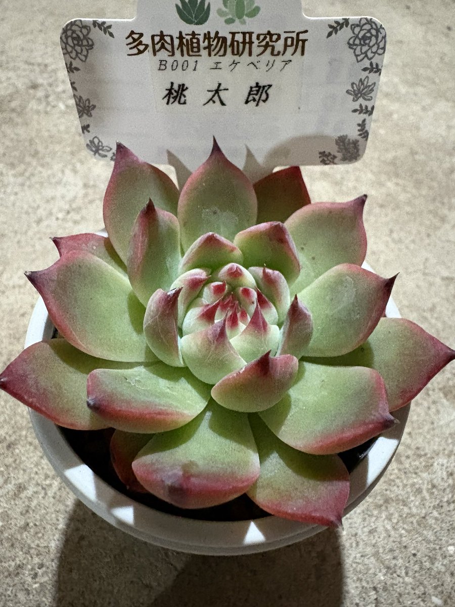 souko722's tweet photo. 桃太郎
やはり色も形もステキ！
真ん中の爪がキュってなってるところが1番好き
自分の好みは同じ系統なんだなぁと思う https://t.co/5ZWLks5o2Y