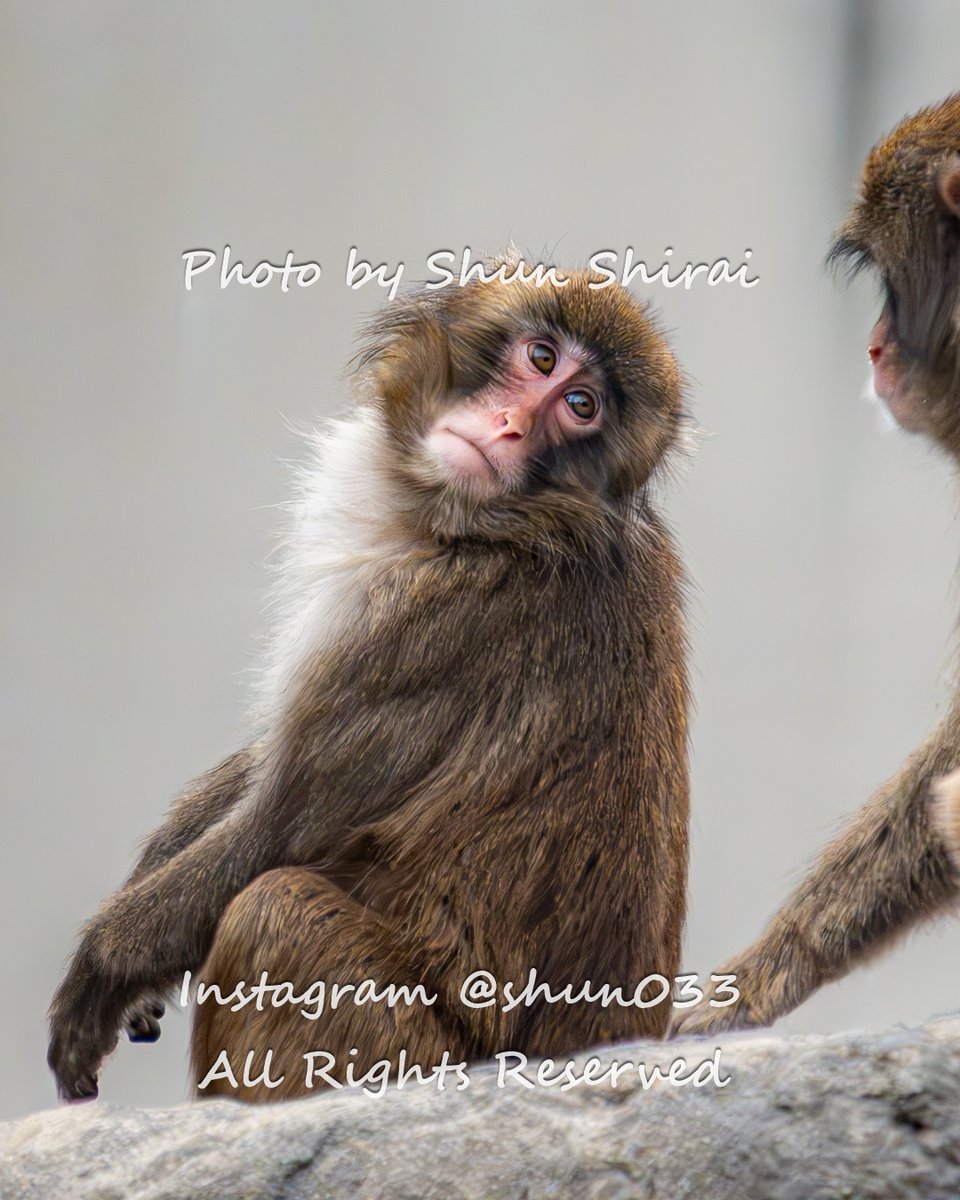 JUN1785's tweet photo. 久しぶりのパンチくん🐒
市川市動植物園のサル山改修工事が完了してあととい10/21から観覧が再開されたので、パンチくんに会いに行ってきました！
９月の一時観覧再開の時は写真展の準備に追われて行けなかったので💦、８月以来２カ月ぶりに元気なパンチくんや仲間たち、今年生まれた子猿たちもたくさん見ることができて嬉しかったです☺️

またサル山の観覧・撮影のルールが変わって、撮影は正面右側のエリア限定、午前4回・午後7回（各回20分・50名まで）の整理券制になり、だいぶ制限が広がりました。
エリア限定（全体の５分の１ぐらい？）、時間も限定ということで以前より更に撮るのが大変になったのは確かですが💦、これまで不法侵入やマナー違反などいろいろな問題もあった中で、動物たちの暮らしと安全を最優先した動植物園の決定はもちろん尊重したいと思います。

13時すぎに着いた時は14時～の回の整理券を配布中で、30分ほど並んでようやく撮影エリアへ♪
時間中にパンチくんが出てきてくれなくて何も撮れなかったらどうしようかと思いましたが、何度かパンチくんは撮れる範囲に来てくれたので何とか撮ることができました☺️

パンチくんの毛の色は夏場になってだいぶ薄くなってきた感じでしたが、秋を迎えて少しまた色が濃くなったような！？
また冬毛に生え変わってきてるんでしょうかね。

次にもらえる整理券は1時間以上後の回ということで💦、いろいろ多忙な中での来訪だったので再チャレンジは断念してまた次回ということに・・・その後は観覧エリアやサル山てっぺん周辺だけが見える遠くの外周を一通り回ってみてから今日は帰りました。

パンチくんは相変わらず元気いっぱいで、先輩や子猿たちともじゃれ合いながら仲良くくつろいでいる様子も見られたのでほんとよかった✨️

※写真の盗用・無断転載は厳禁!!（SNS公式機能のリポストのみOK）
📍 市川市動植物園
📸 2026/10/23
©Shun Shirai – All Rights Reserved. No Unauthorized use my photo❢

The monkey enclosure at the Ichikawa City Zoological and Botanical Garden reopened this week, so I went to visit Punch-kun for the first time in two months.
📍 Ichikawa City Zoological and Botanical Garden,Chiba Japan
📸 Oct 23,2026

#がんばれパンチ #がんばってるねパンチ #市川市動植物園 #パンチくん #punch  #パンチ #punchkun #punchthemonkey #千葉 #市川 #japan
#photo_jpn #raw_japan #東京カメラ部 #nipponpic #zekkei_joyful