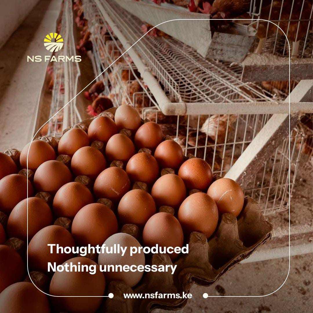 ns93315's tweet photo. Better eggs begin with better farming. At NS Farms, quality feed, careful poultry management and responsible farming practices support healthy hens and fresh eggs you can trust, from our farm to your kitchen.
#NSFarms #FreshEggs #PoultryFarming #GrownWithIntention https://t.co/Y0Gwt2u3eh