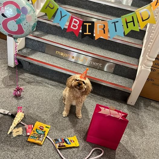 MajorRec1's tweet photo. CHIEF BARKING OFFICER! 🐾

It’s Coco’s birthday!! She’s been with Major 8 years today, keeping Major Recruitment - Bradford working hard!

#MajorFamily #Coco #dog #dogsoftwitter https://t.co/SH56cqzIM4