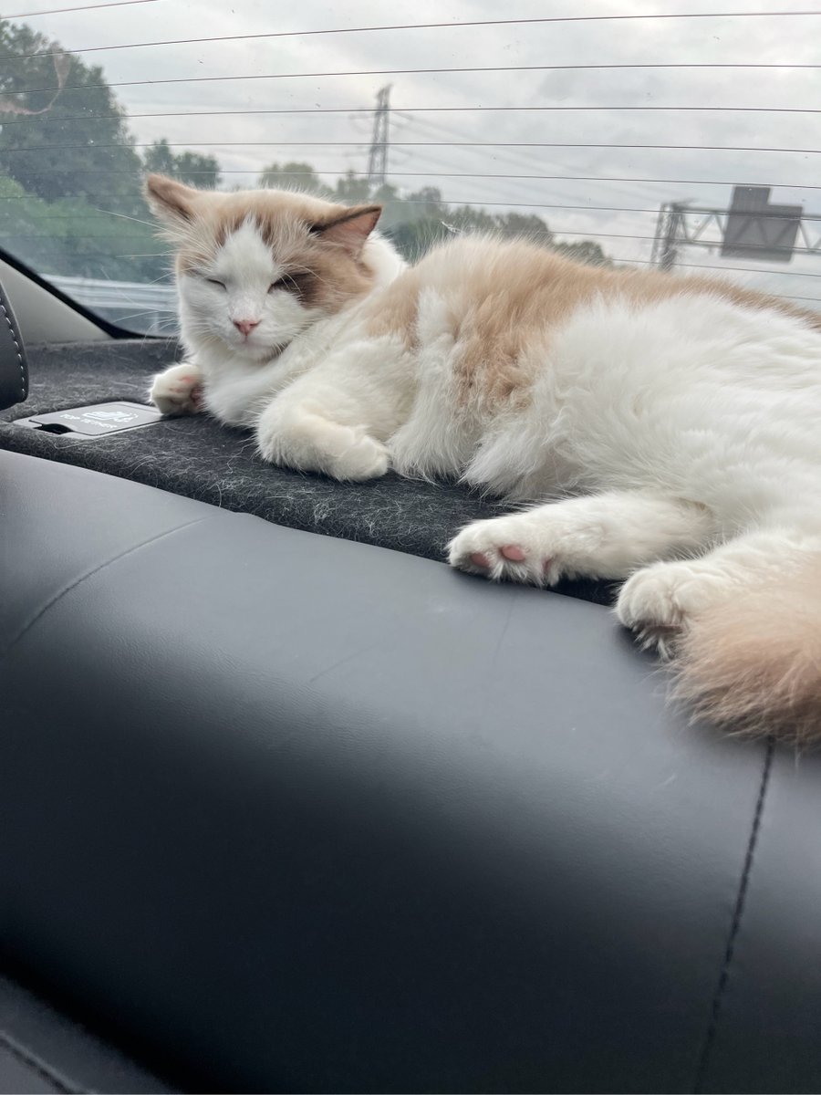 hikomaru_0119's tweet photo. [犬の待合室で、少し疲れた猫がくつろいでいる]， https://t.co/rWI2FpgzmP