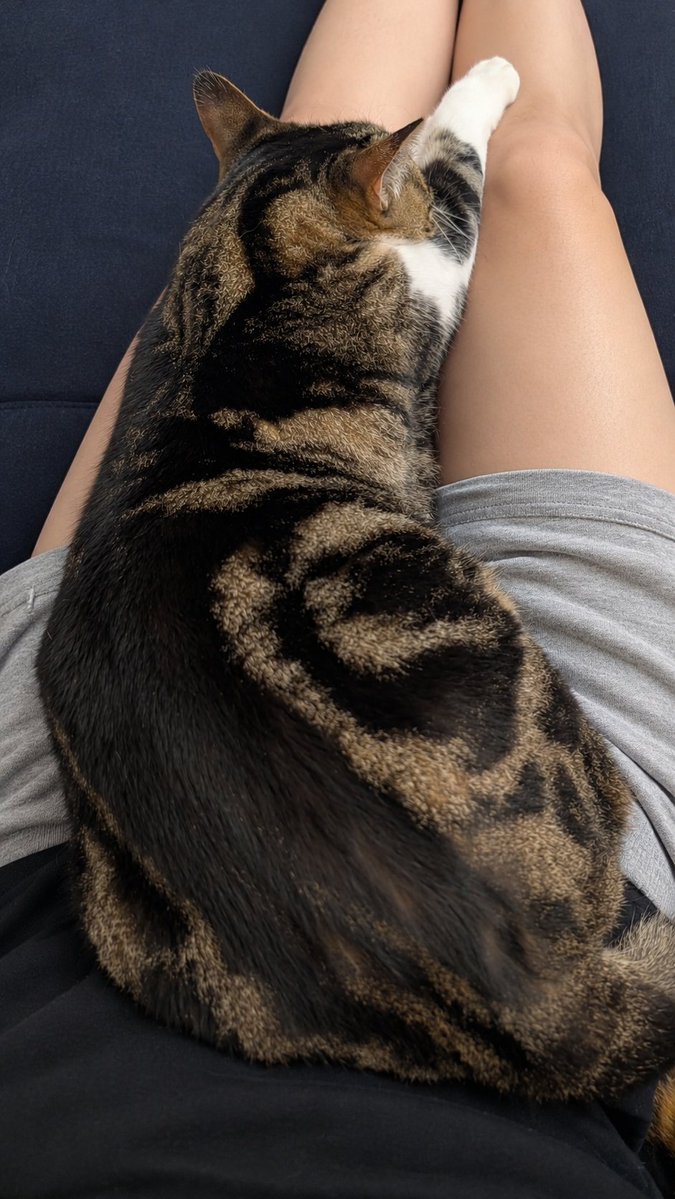 XWantSomeBeatX's tweet photo. 急に冷え込んできたと思ったら、我が家でもついに猫暖房が開通🐈️

膝の上から動けない季節の到来..... 重いけど幸せ。

#猫のいる暮らし https://t.co/VeYsMNNvoX