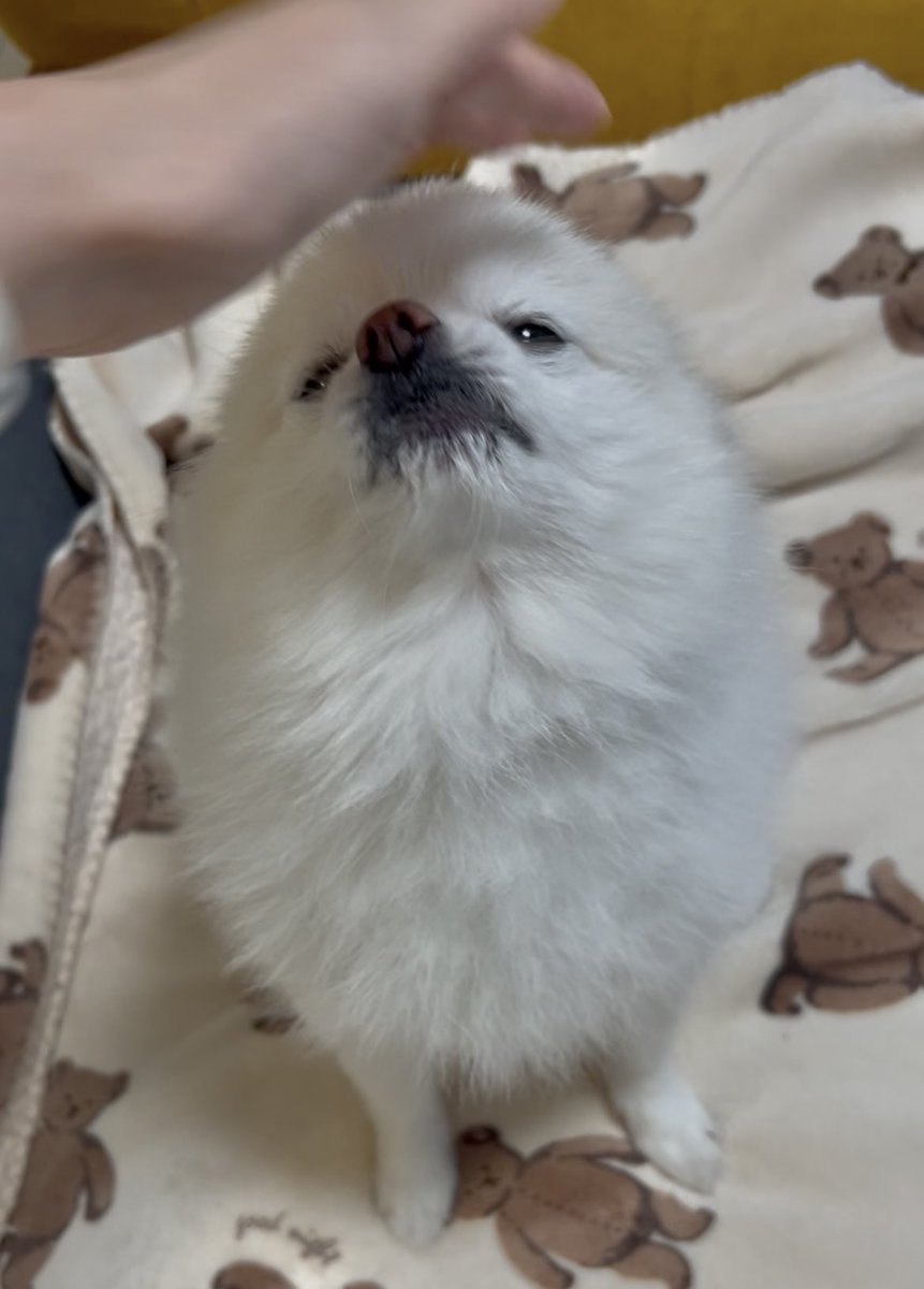 boku_ponchan's tweet photo. 撫でられ眠たくなってきたegg dog https://t.co/rCNfARbunj
