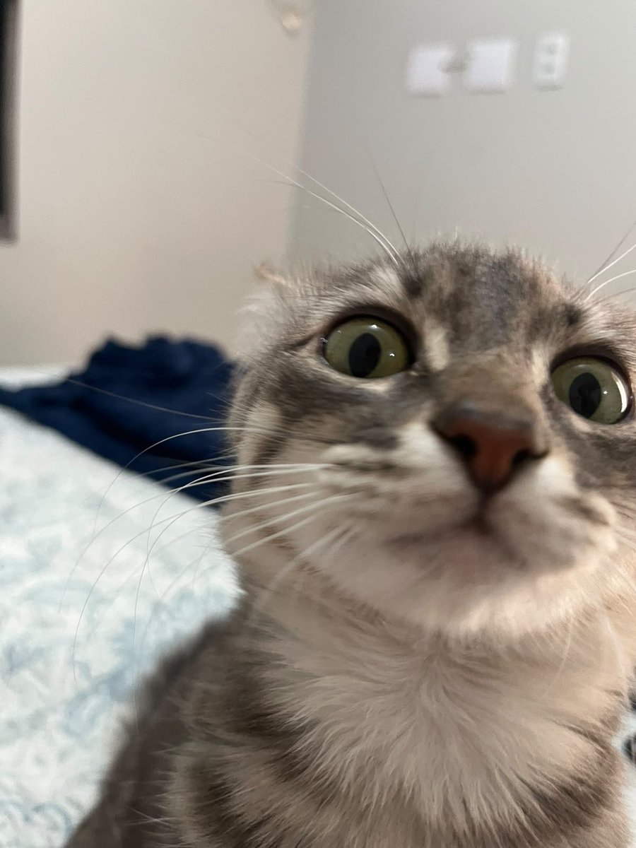 joaoraul's tweet photo. miau https://t.co/6MCGiIU0la