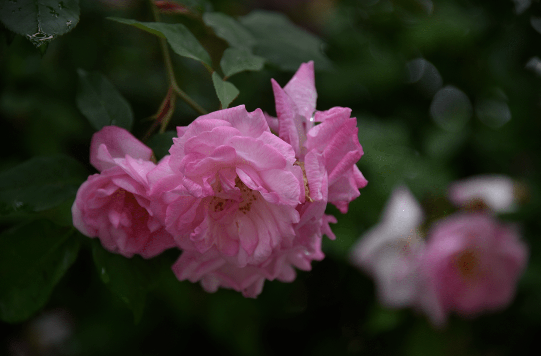 krnkssk's tweet photo. 「薔薇色の背中に肥えた幸せ、今日も咲いてる」 https://t.co/avdpSxDceq