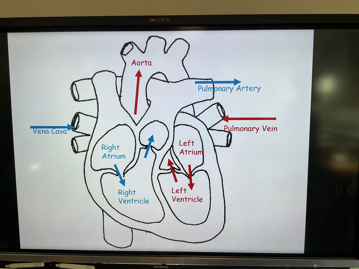 HarvieMrs's tweet photo. Hands-on practical work with my S4 Health Sector class today 🔬 Practical heart dissections to bring our cardiovascular system unit to life! Great focus, engagement, and practical skills on display from the group. #HealthSector #PracticalScience @StRochsScience @St_Rochs https://t.co/7FjK7RycMi