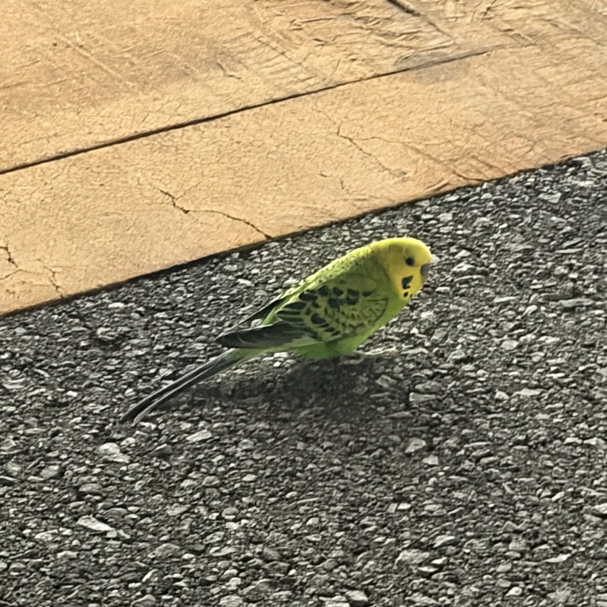 n_0322_13's tweet photo. 【拡散希望】
先程栃木県鹿沼市で、セキセイインコを保護しました。
しゃがむと近づき、手に乗ってきてくれた人懐っこい子です。
自宅がペット不可のため、こちらで保護はできず、現在は鹿沼警察署で保護していただいております。
心当たりのある飼い主様、ご連絡ください🙇‍♀️ https://t.co/kx8am8z2ui