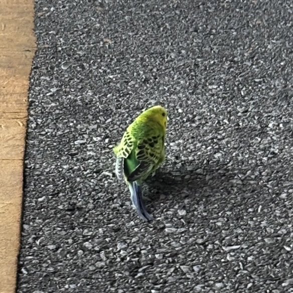 n_0322_13's tweet photo. 【拡散希望】
先程栃木県鹿沼市で、セキセイインコを保護しました。
しゃがむと近づき、手に乗ってきてくれた人懐っこい子です。
自宅がペット不可のため、こちらで保護はできず、現在は鹿沼警察署で保護していただいております。
心当たりのある飼い主様、ご連絡ください🙇‍♀️ https://t.co/kx8am8z2ui