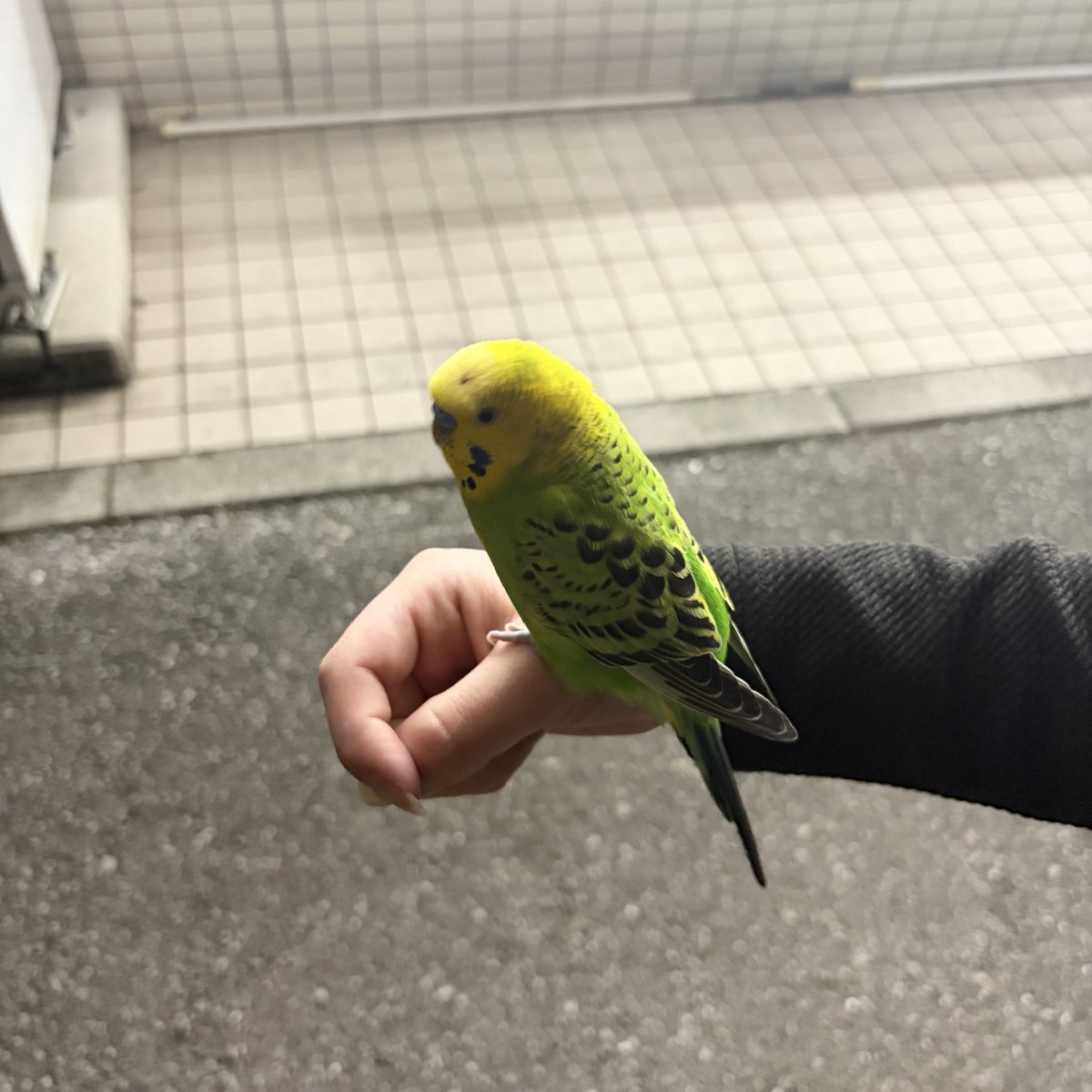 n_0322_13's tweet photo. 【拡散希望】
先程栃木県鹿沼市で、セキセイインコを保護しました。
しゃがむと近づき、手に乗ってきてくれた人懐っこい子です。
自宅がペット不可のため、こちらで保護はできず、現在は鹿沼警察署で保護していただいております。
心当たりのある飼い主様、ご連絡ください🙇‍♀️ https://t.co/kx8am8z2ui
