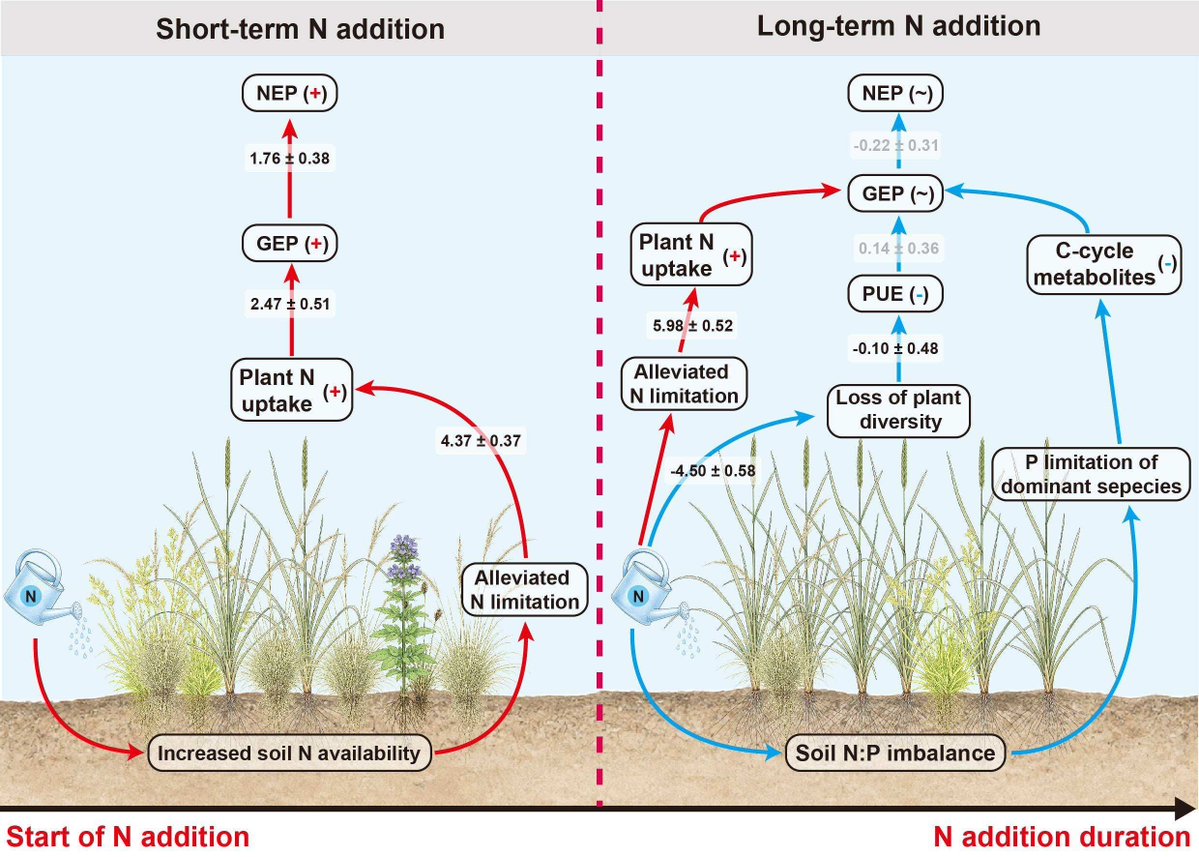 GlobalChangeBio's tweet photo. RESEARCH ARTICLE
Temporal Pattern and Metabolic Mechanisms of Ecosystem Carbon Fluxes Under Decadal‐Long Nitrogen Enrichment in an Alpine Grassland 
🔗 https://t.co/vdZYg0rJbU https://t.co/QUEubzbavj