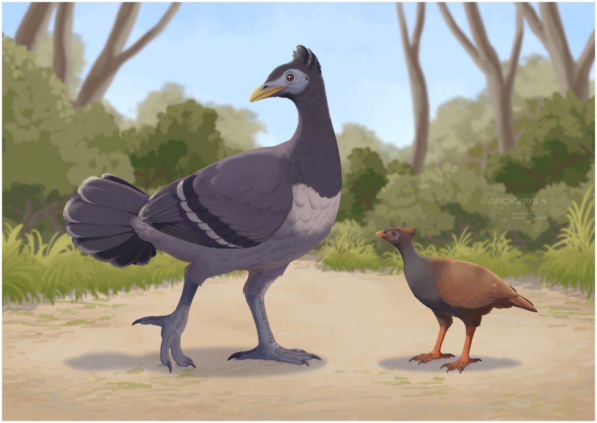 EDGE_Science_'s tweet photo. 🚨NEW STUDY DROP🚨

NEW BORB - M. rokusi
A new species of Megapode bird has been described from leg bones found in Pleistocene deposits from the island of Flores! It's now the largest known Megapodius species, at 3.9kg!

🎨: @nirwasita_arya https://t.co/IjLW6pmEgw