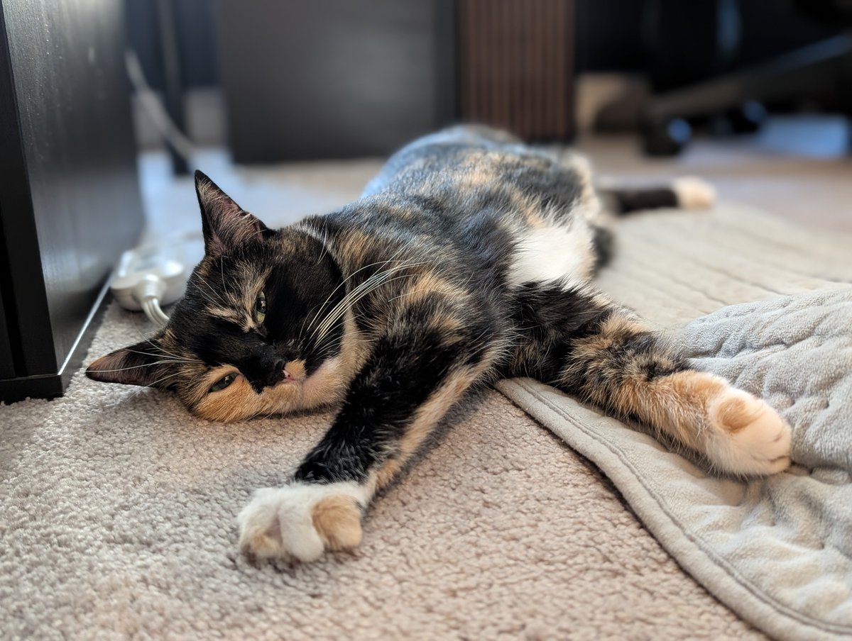 GenericStr8Male's tweet photo. Feline Friday featuring the only girl who I'm not nonchalant around https://t.co/9UCIKU10z6