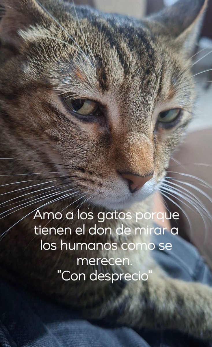 RincnCuriosoo tweet picture