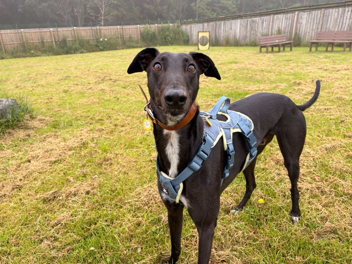 DT_WestCalder's tweet photo. Handsome Layton Longlegs enjoying some time in paddocks today 💛

He loves his treats and is always up for a snuggle with his favourite people!🐾

Check out Layton's profile here https://t.co/TmYJvhebS9

#AdoptDontShop
#ADogisforlife
@DogsTrust https://t.co/Zs231i2SKM