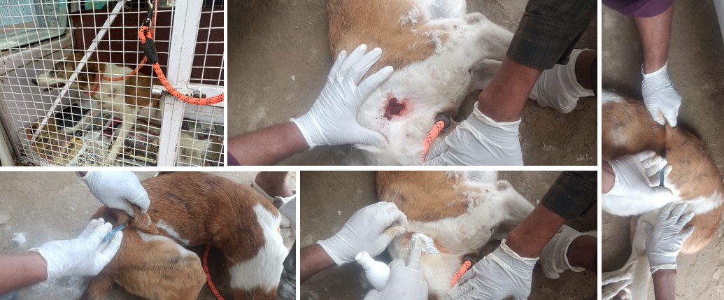 SDessFoundation's tweet photo. Jhingi rescued from Sec 56, Gurugram. She got multiple dog bite wound. The team of Saturn Foundation rescued her and conducted her treatment in the shelter: Saturn Foundation, Gurugram https://t.co/fJKM9bkrJn