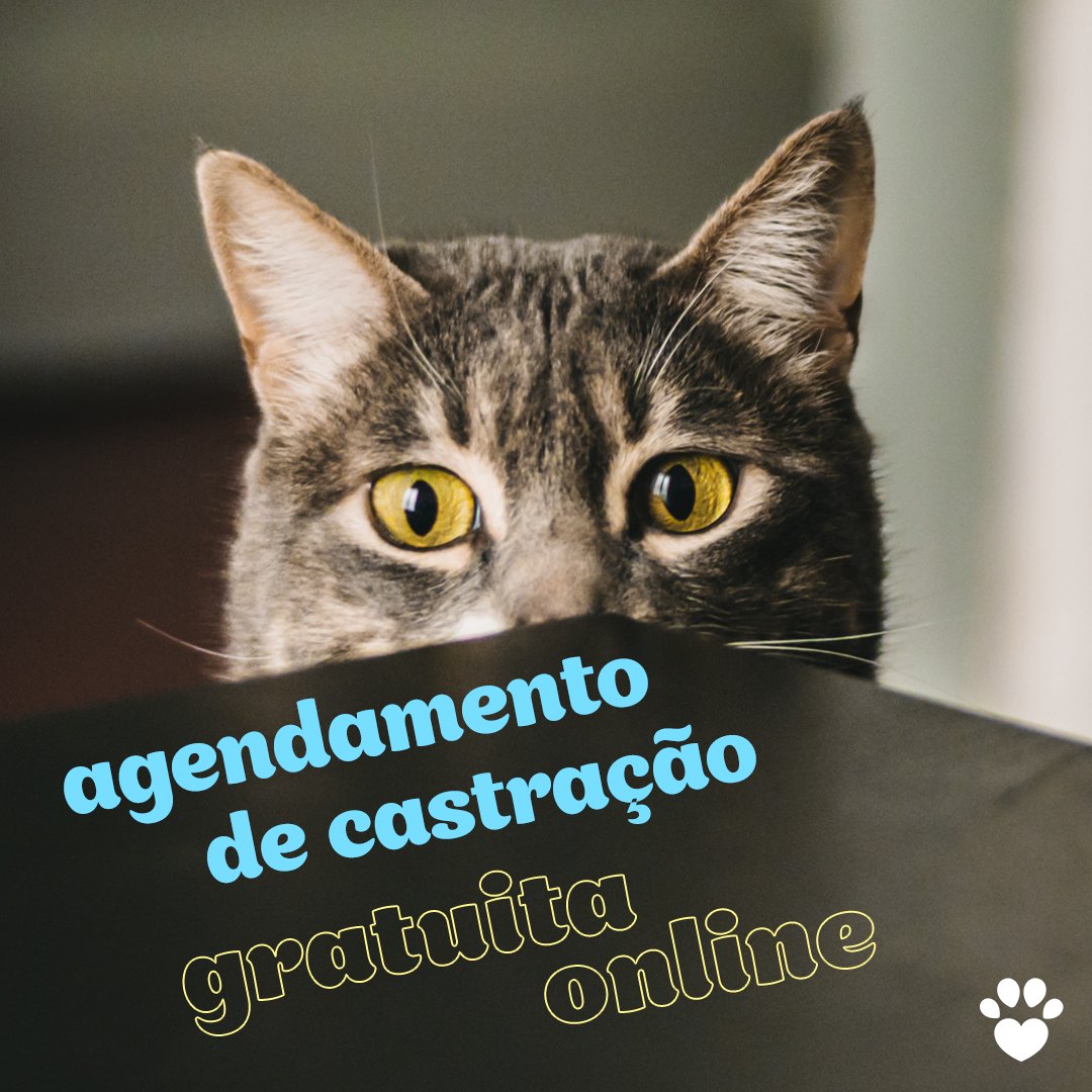 catlandrescue tweet picture