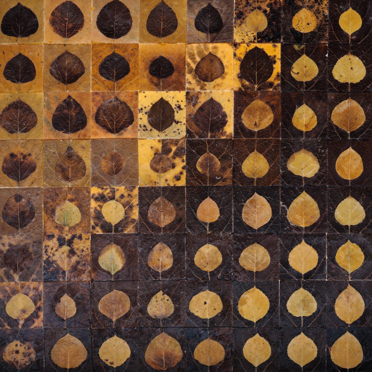 VIV_boho's tweet photo. A botanical patchwork collage of real dried leaves. All colors are natural.
#fallleaves #dıy #hellofall #botanicalart https://t.co/ZypD0QzdV0