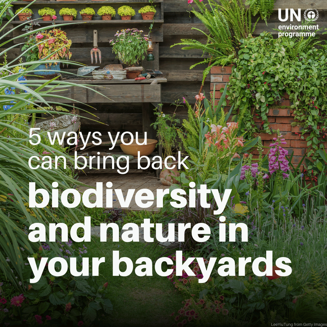 UNEP's tweet photo. Humanity is only as healthy as the variety of species and ecosystems, known as biodiversity, that supports us. 

Here's how you can support biodiversity right where you are: https://t.co/juz2Taxgtg 

#COP17Armenia https://t.co/eUy2crog6A