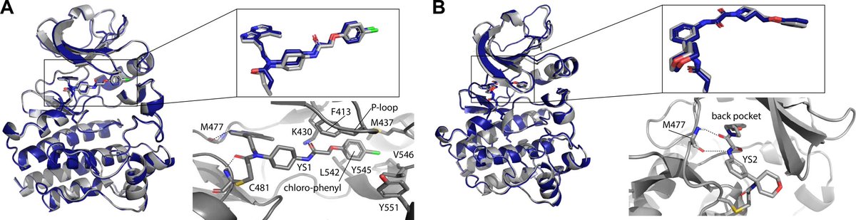 XFeltonX's tweet photo. An AI-predicted binding pose survived an X-ray reality check.

AlphaFold3 helped researchers discover YS1, a new covalent inhibitor of the cancer-relevant kinase BTK. From roughly 906,000 screened molecules, 13 were synthesized. YS1 inhibited purified BTK with an IC50 of 30 nM in an assay containing 20 µM ATP, and also inhibited BTK signaling in Mino cells.

Its crystallographic binding pose matched the prediction within 0.50 Å ligand RMSD.

A useful screening lesson: evaluate enrichment, then test binding, function and selectivity. An attractive predicted pose alone cannot establish a drug’s activity.

Limits: this is preclinical discovery, not a demonstrated cancer treatment. The prospective campaign studied one kinase; broad target generalization remains unproven.

Shamir et al., “Discovery of Covalent Ligands with AlphaFold3.” JACS, 20 Mar 2026. JIF 16.6 (2025).
https://t.co/kudgkaevcK

Image 1: Shamir et al., JACS, Fig. 4, unchanged; same DOI. CC BY 4.0: https://t.co/5FI8oXuMt7
Image 2: original AI-generated concept illustration.