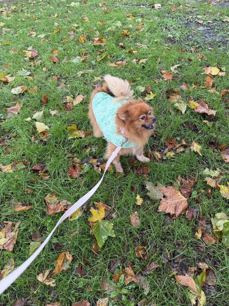 deniseroyleeee's tweet photo. raincoat szn (she isnt being walked in the storm i was dropping her at groomers) https://t.co/y2fS87wBvC