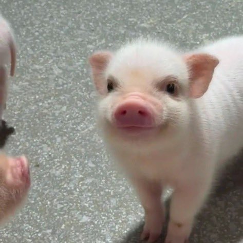 nikiismybright's tweet photo. หมุน้อยอารมดี ^🐽^ https://t.co/d5dHft6Ves