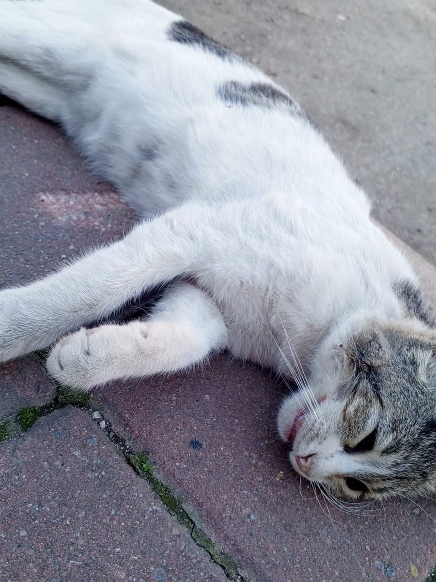 Nez1524's tweet photo. ADANA SEYHAN KEDİ KATLİAMI!
YEŞİLYURT MAHALLESİ 70448 SOKAKTA, ÇOK SAYIDA KEDİ ZEHİRLE ÖLDÜRÜLMÜŞ BULUNDU!!
#TürkiyedeKatliamıVar
@adanaemniyeti https://t.co/z1kYY82DnY