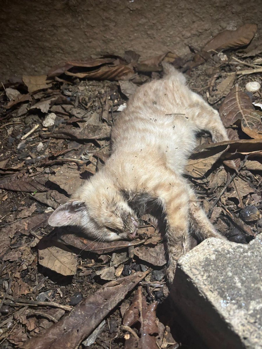 Nez1524's tweet photo. ADANA SEYHAN KEDİ KATLİAMI!
YEŞİLYURT MAHALLESİ 70448 SOKAKTA, ÇOK SAYIDA KEDİ ZEHİRLE ÖLDÜRÜLMÜŞ BULUNDU!!
#TürkiyedeKatliamıVar
@adanaemniyeti https://t.co/z1kYY82DnY