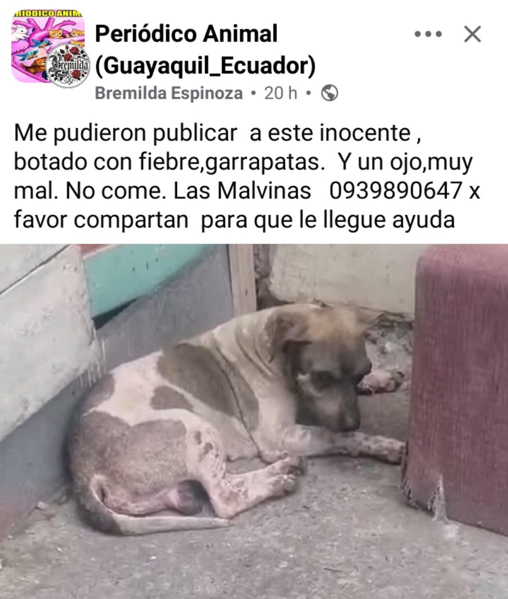 DefensoresAn's tweet photo. Pedido de ayuda urgente #Guayaquil Postrado por las garrapatas, no come, SOS https://t.co/dqDiUB6LP9