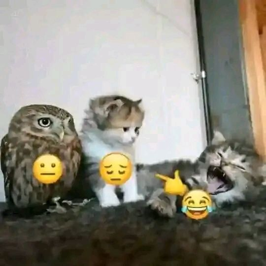 CatPosted's tweet photo. https://t.co/bQ7Yfjt26G