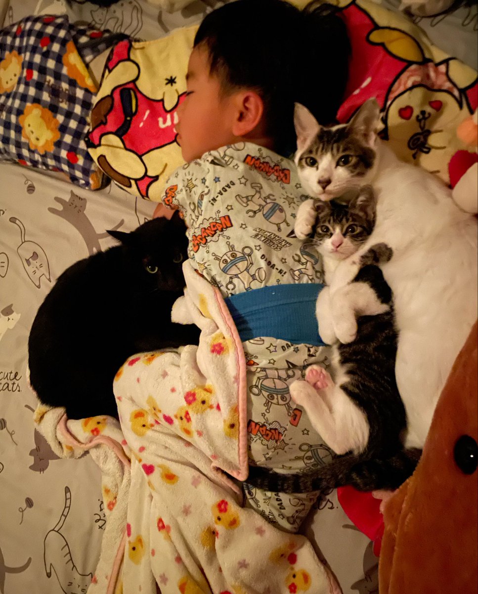 R453374510's tweet photo. 早々に寝落ちした四歳児兄ちゃんに
ピッタリ寄り添いながら
『僕たちがいるから大丈夫だよ』的な
目線を送ってくる頼もしき弟猫達 https://t.co/YCoPJajtGt